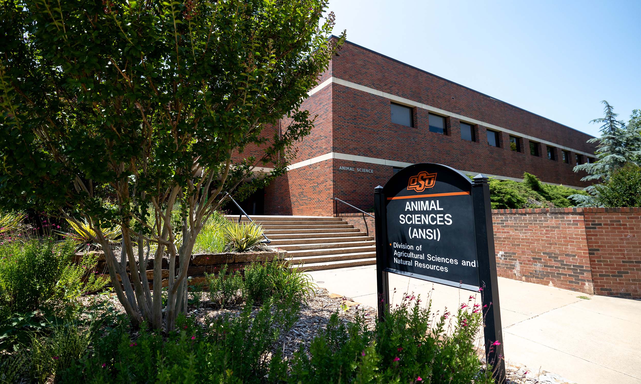 A brick building with a sign in front that reads 'Animal Sciences (ANSI) Division of Agricultural Sciences and Natural Resources' at Oklahoma State University. The building is surrounded by greenery, including trees and shrubs, and has a set of stairs leading up to the entrance. The sky is clear and blue.